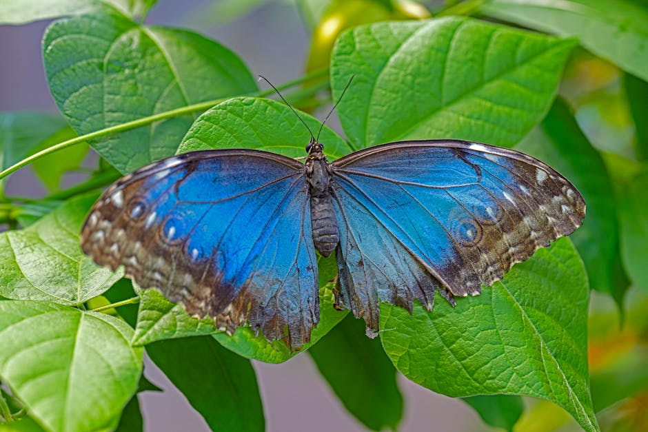 Read more about the article Impact of Federal Government Shutdowns on Domestic Operations and Public Services