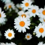 Daisy Chain Festival 2024: Exploring AI Innovations in Technology