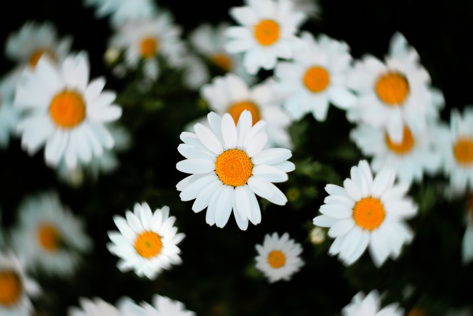 You are currently viewing Daisy Chain Festival 2024: Exploring AI Innovations in Technology