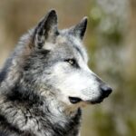 Timberwolves Roster Update: What’s Driving the Recent Buzz