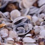 James Comey and the Seashells Indictment: What You Need to Know