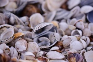 Read more about the article James Comey and the Seashells Indictment: What You Need to Know