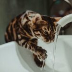 The Rise of Fallback Plumbing Solutions: What Plumbers and Homeowners Need to Know