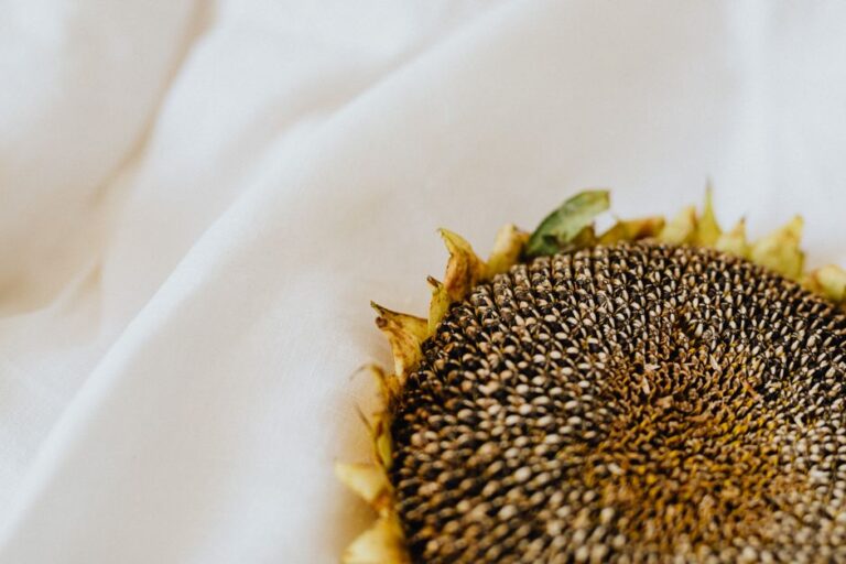 August PS Plus Free Games: What You Need to Know